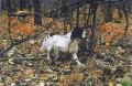Setter Anglais IBOS DU VAL BARREAU Setter Anglais IBOS DU VAL BARREAU